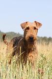 AIREDALE TERRIER 021